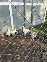 free two male silky chickens in Shorewood, Illinois