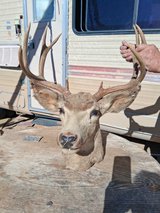 Vintage mounted deer head in Yucca Valley, California