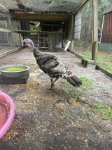 Narragansett Male Turkey 4 months old in Beaufort, South Carolina