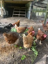 Gold Star Laying Hens-18 mo old in Beaufort, South Carolina