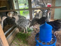 Narragansett Turkey Poults 2 mo old in Beaufort, South Carolina