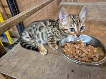 Wonderfull Bengal kittens ! European Champion bloodlines! in Ramstein, Germany