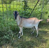 LaMancha goats in Kingwood, Texas