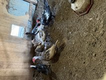 3 pairs of adult Muscovy ducks in Fort Leonard Wood, Missouri