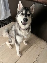 Alaskan Malamute for Adoption in Wiesbaden, GE