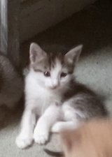 kittens looking for furever home in Yucca Valley, California