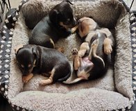 Chihuahua puppies in Yucca Valley, California