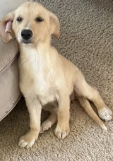 Pyre doodle puppies in Aurora, Illinois