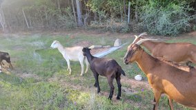 Young LaMancha Billy Goats in DeRidder, Louisiana