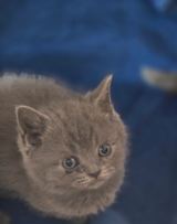 British shorthair in Ramstein, Germany