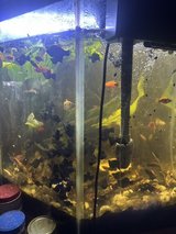 Planted 44 gallon fish aquarium complete in DeRidder, Louisiana