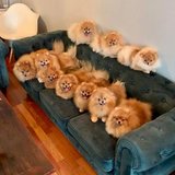 ? Champion Bloodline Pomeranian Puppies – Fluffy bundles of joy, Healthy & Ready for New Homes! ? in Clarksville, Tennessee