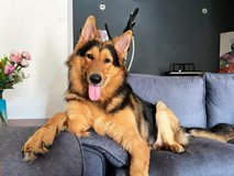 ?? Max – Champion-Bloodline German Shepherd Mix, Fully Certified & Ready for His Forever Home ?? in Clarksville, Tennessee