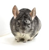 2 Year Old Standard Grey Female Chinchilla up for Adoption -- "Umami" in Indianapolis, Indiana