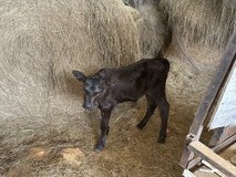 Brangus Heifer Calf in DeRidder, Louisiana