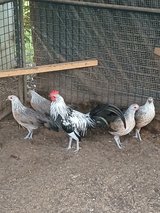 silver phoenix in DeRidder, Louisiana