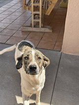 Free to Good Home in Alamogordo, New Mexico