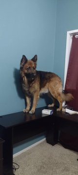 Free to good home in Alamogordo, New Mexico