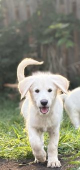 Shepadoodle 12weeks puppies in St. Charles, Illinois