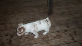 Rat Terrier puppies( 2 males) in Cleveland, Texas