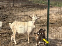 Nigerian dwarf goats in DeRidder, Louisiana