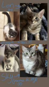 Kittens and Momma in DeRidder, Louisiana