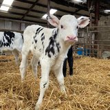 Holstein bottle calves in Alamogordo, New Mexico