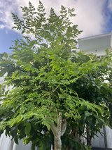 Fresh Moringa Leaves in Okinawa, Japan