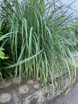 Fresh Lemon Grass Leaves in Okinawa, Japan