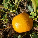 Little pumpkin in Alamogordo, New Mexico