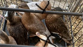 call duck hens in Fort Leonard Wood, Missouri
