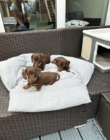 KC Registered Quality Mini Dachshunds - PRA Clear in Ramstein, Germany