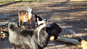 LaMancha Billy Goat in Leesville, Louisiana