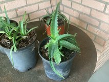 Aloe Vera Plants in Fort Rucker, Alabama