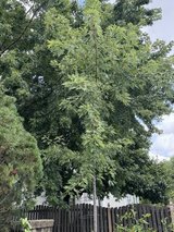 Free Maple Tree in Plainfield, Illinois