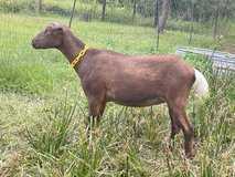 Nigerian dwarf mix goat in Kingwood, Texas