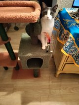 Seeking Loving Home for a Special Kitty in Alamogordo, New Mexico