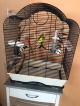 beautiful budgie w/cage in Ramstein, Germany