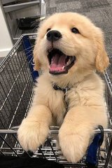 Meet Charlie: Your Perfect Golden Retriever Puppy – Playful, Healthy, & Family-Ready! in Houston, Texas