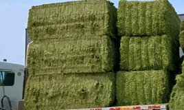 Horse and cow hay in Alamogordo, New Mexico