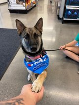 Sweet Nani Is Looking For Her Forever Home in Vacaville, California