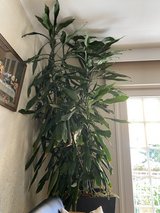 Large Indoor Plant in Wiesbaden, GE