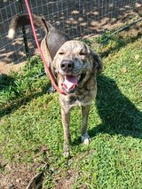 mountain curd great pyrenees mix male dog in Fort Polk, Louisiana