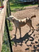 mountaingreat pyrenees mix male dog in Fort Polk, Louisiana