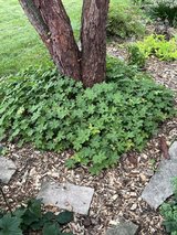 Cranesbill Geraniums in Westmont, Illinois