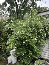 Mock Orange Shrub in Westmont, Illinois