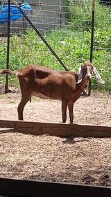 goat milk products in Beaumont, Texas