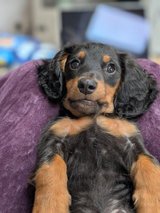 Available Male Long Hair Mini Dachshund Puppy in Ramstein, Germany