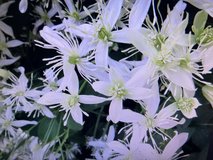 Sweet Autumn Clematis Vines in Chicago, Illinois