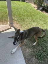 FOUND DOG NEEDS HOME in Spring, Texas